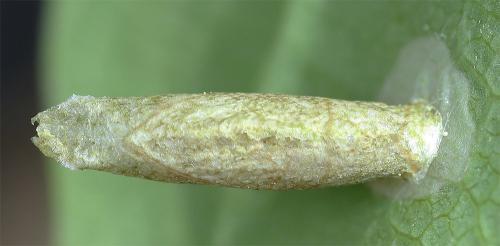 Réf. 343 448 : Coleophora lutipennella