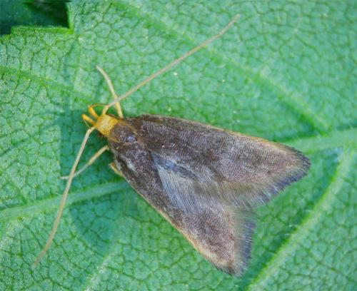 Réf. 343 904 : Eurodachtha pallicornella