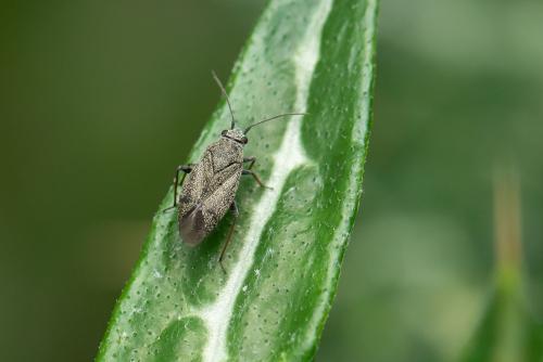 Réf. 343 397 : Heterocordylus tibialis