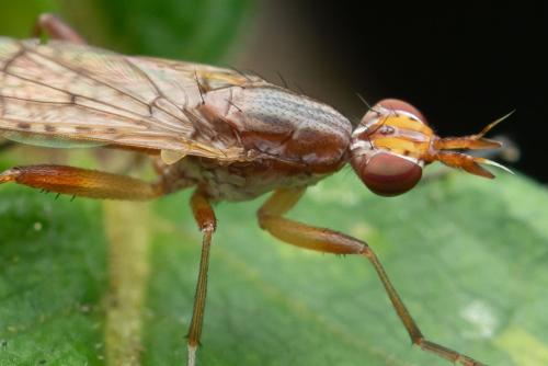 Dichetophora finlandica