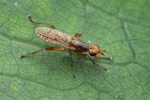 Dichetophora finlandica
