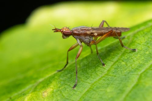 Dichetophora finlandica