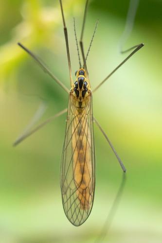 Nephrotoma flavescens