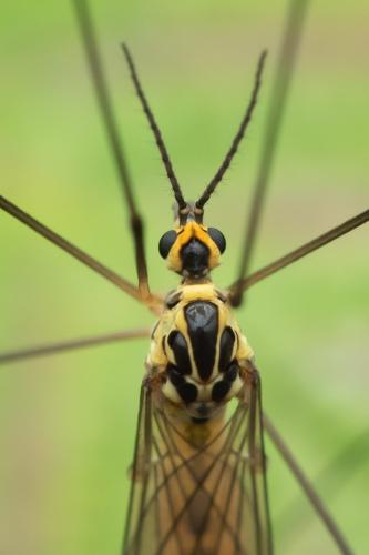 Nephrotoma flavescens