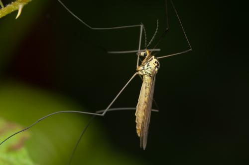Nephrotoma flavescens