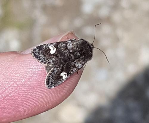 Réf. 343 453 : Coranarta cordigera