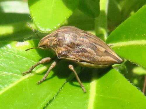 Réf. 343 624 : Odontotarsus robustus