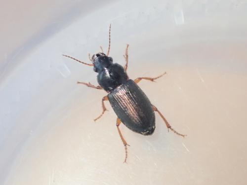 Harpalus affinis