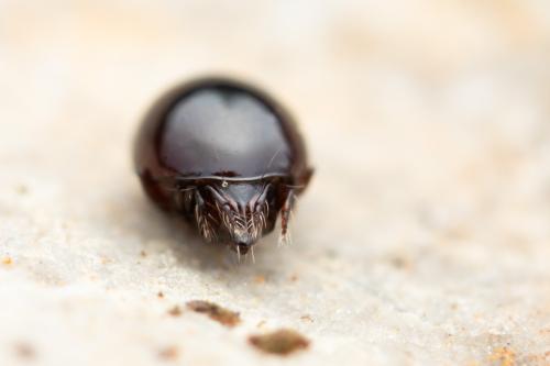 Liacarus nitens