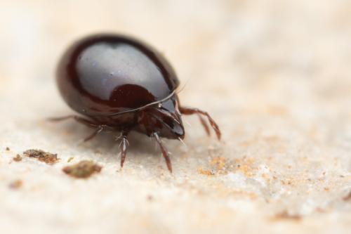 Réf. 343 759 : Liacarus nitens