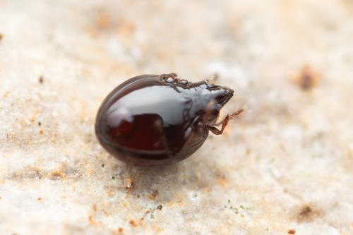 Réf. 343 761 : Liacarus nitens