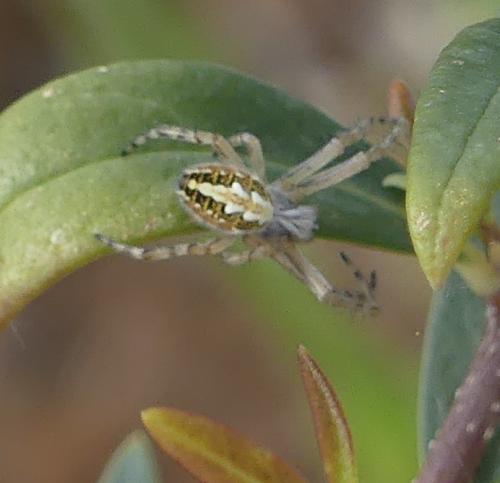 Réf. 343 054 : Aculepeira armida