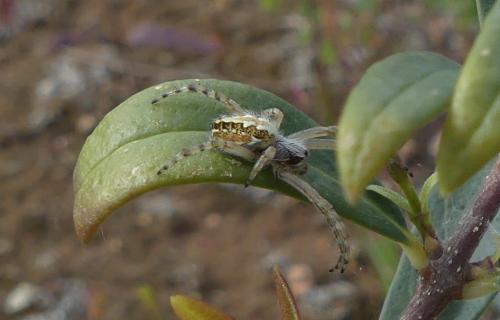 Réf. 343 055 : Aculepeira armida