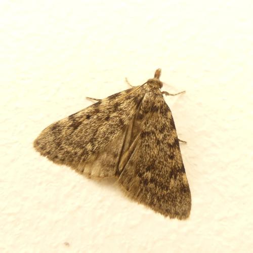Réf. 343 861 : Aglossa pinguinalis