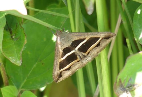 Grammodes bifasciata
