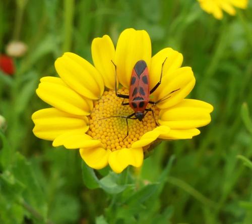 Réf. 343 097 : Calocoris nemoralis