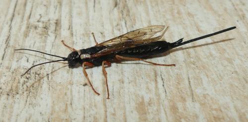 Xeris pallicoxae