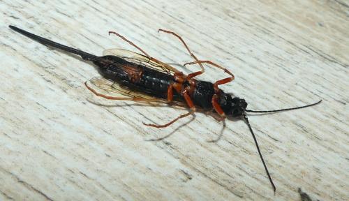 Xeris pallicoxae