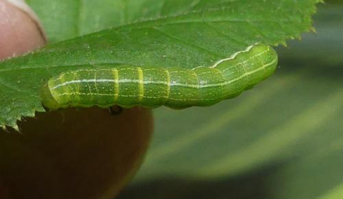 Réf. 343 854 : Orthosia gothica