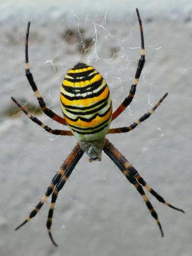 Réf. 343 735 : Argiope bruennichi