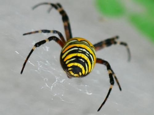 Réf. 343 736 : Argiope bruennichi