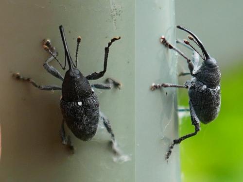Réf. 343 590 : Curculio vicetinus