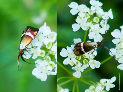 Adela australis