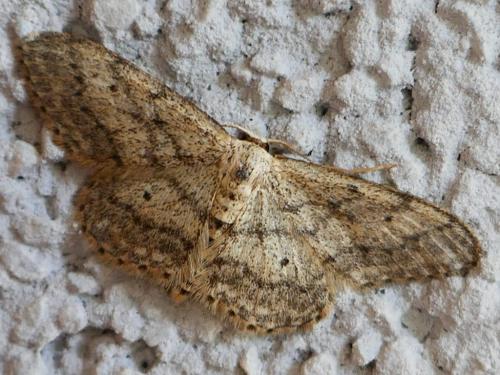 Réf. 343 267 : Idaea seriata