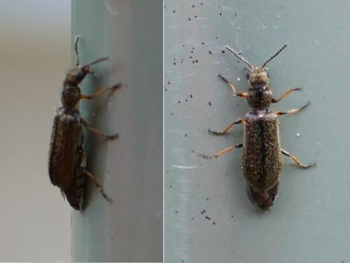 Dasytes croceipes
