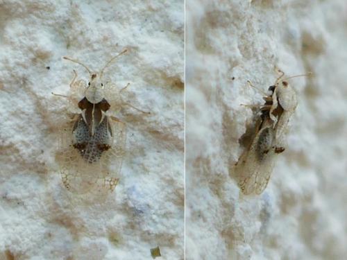 Corythucha ciliata
