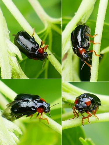Réf. 343 356 : Smaragdina aurita