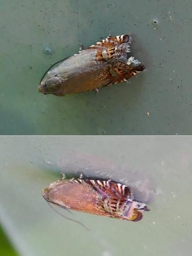 Réf. 343 262 : Grapholita nebritana