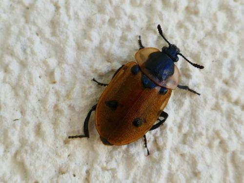 Réf. 343 338 : Dendroxena quadrimaculata