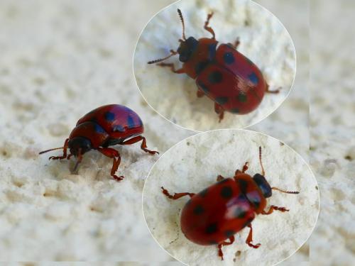Gonioctena decemnotata