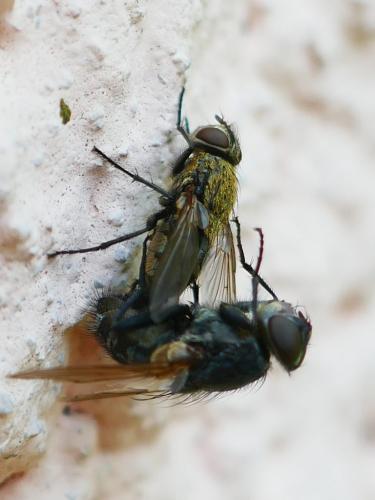 Réf. 343 772 : Pollenia sp.