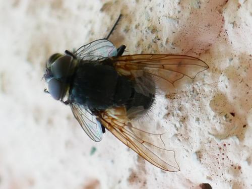 Réf. 343 773 : Pollenia sp.