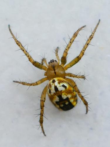 Réf. 343 805 : Mangora acalypha