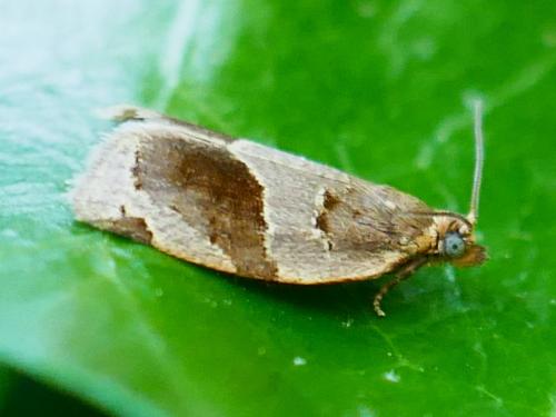 Clepsis dumicolana