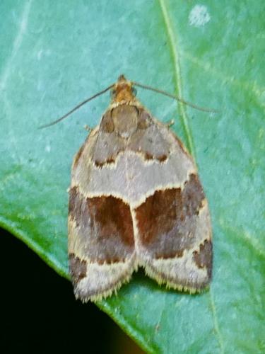 Clepsis dumicolana