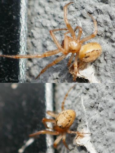Zygiella (atrica-x-notata)