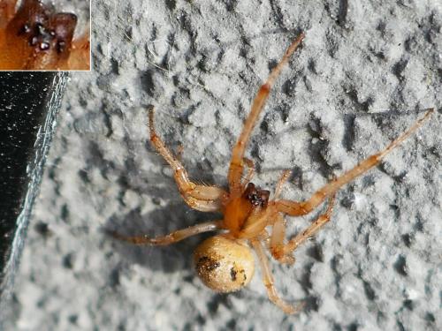 Zygiella (atrica-x-notata)