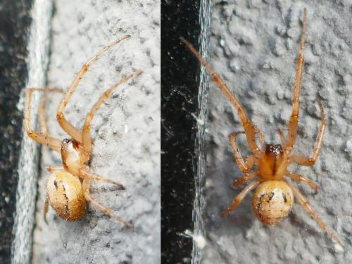 Zygiella (atrica-x-notata)