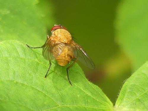 Mydaea lateritia