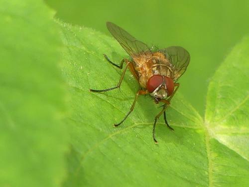 Mydaea lateritia