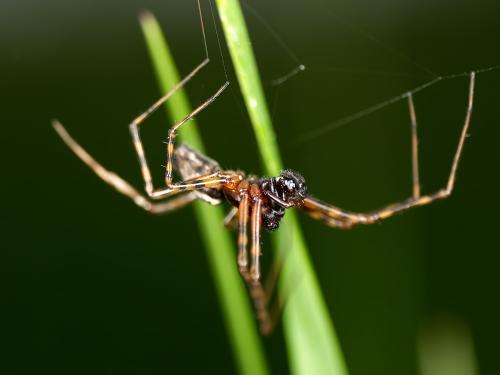 Réf. 343 484 : Neriene montana
