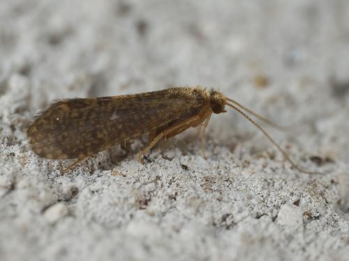 Cyrnus trimaculatus