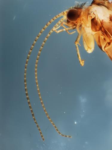 Cyrnus trimaculatus