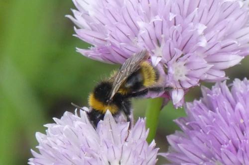 Réf. 343 016 : Bombus (norvegicus-sylvestris)