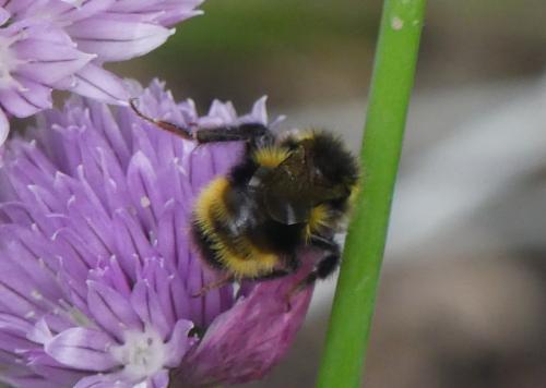 Réf. 343 017 : Bombus (norvegicus-sylvestris)