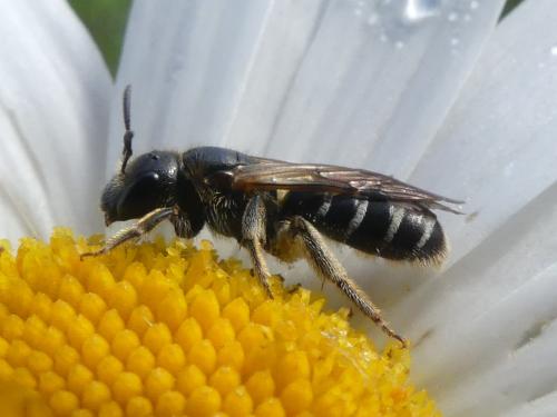 Halictus maculatus